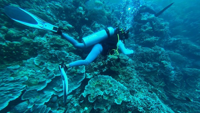 Wisatawan menyelam di bawah laut Sombu Dive, di Kecamatan Wangi-wangi, Wakatobi, Sulawesi Tenggara, Selasa (7/10/2025). Taman Nasional Wakatobi mencatat di perairannya menjadi habitat bagi lebih dari 750 spesies ikan terumbu karang dan 850 spesies moluska, selain itu terdapat juga lebih dari 1.000 spesies hewan laut di antaranya penyu, hiu, paus, dan lumba-lumba. ANTARA FOTO/Jojon/tom.