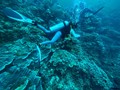 Studi: 1 Bom Meledak di Laut Indonesia Setiap 62 Menit