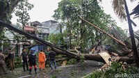 Petugas gabungan menebang pohon yang tumbang di Jalan Jombang Raya, Pondok Aren, Tangsel, Selasa (7/10/2025). Pohon besar yang tumbang disebabkan hujan disertai angin kencang siang ini.