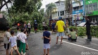 Pohon tumbang menjadi tontonan warga sekitar.