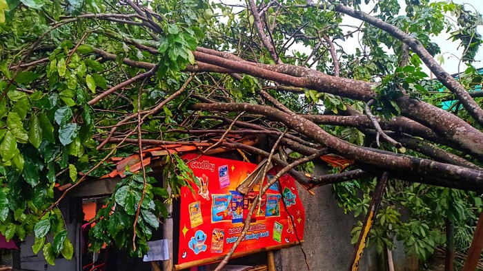 Pohon tumbang timpa rumah di Sukabumi