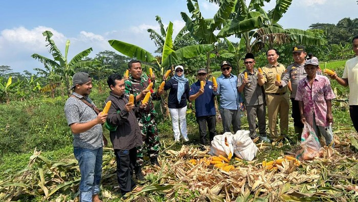 Jajaran Polsek Cikedal melakukan panenan raya jagung sebanyak 7 ton di Desa Padahayu, Kecamatan Cikedal, Kabupaten Pandeglang, Selasa (7/10/2025). Panen jagung bersama ini dilakukan untuk mendukung swasembada pangan.