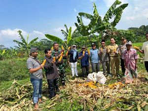Dukung Swasembada Pangan, Polsek Cikedal Pandeglang Panen 7 Ton Jagung