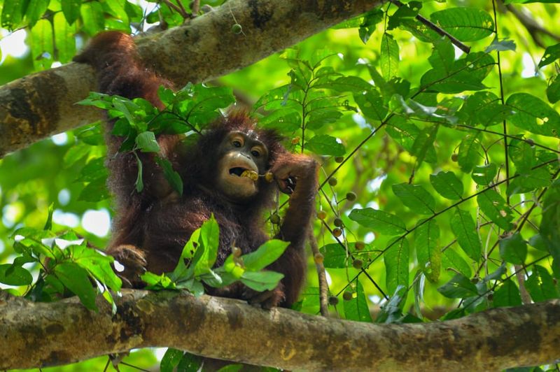 Popi, orang utan yang dilepasliarkan ke hutan Kutai Timur, Kaltim.