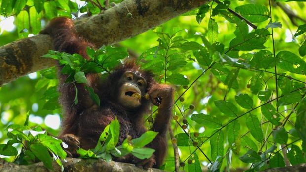 Popi, orang utan yang dilepasliarkan ke hutan Kutai Timur, Kaltim.
