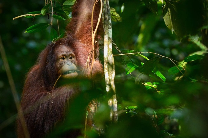 Popi, orang utan yang dilepasliarkan ke hutan Kutai Timur, Kaltim.