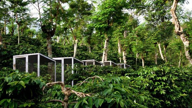 Pusat Penelitian Kopi dan Kakao Indonesia (Puslitkoka)