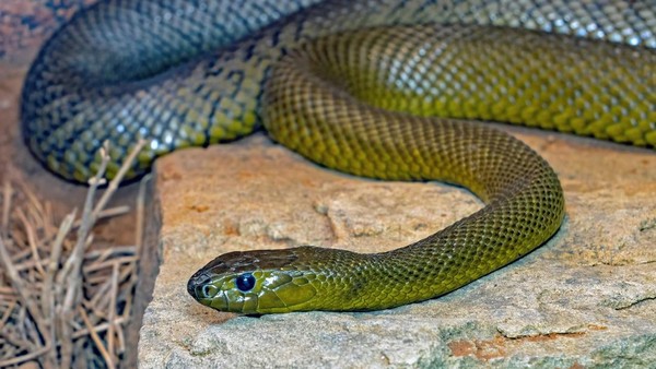 Erkaklar oz spermasini yutib yuborayotgan video