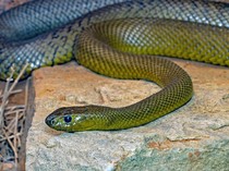 Ngeri! Pasukan Ular Teror Warga Israel