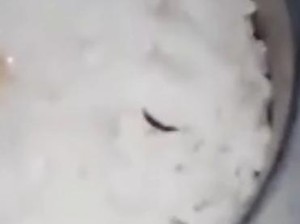 Viral Ulat Merayap di Nasi MBG SMPN 2 Parung Bogor, SPPG Buka Suara