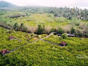 Hutan Mangrove Pancer Cengkrong, Destinasi Cantik di Pesisir Trenggalek