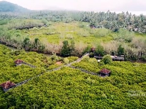 Hutan Mangrove Pancer Cengkrong, Destinasi Cantik di Pesisir Trenggalek