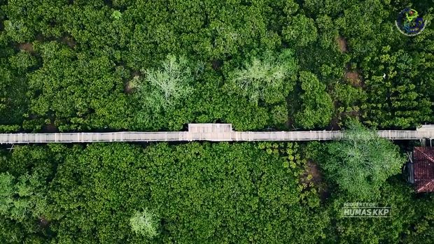 Wisata Mangrove Pancer Cengkrong Trenggalek