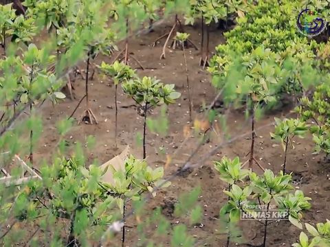 Wisata Mangrove Pancer Cengkrong Trenggalek