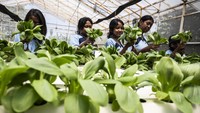 Pelajar SMP Pangudi Luhur Santo Yusup memanen sayur pakcoi saat mengikuti kegiatan Dolan Kebun di Agro Purwosari, Semarang, Jawa Tengah, Rabu (8/10/2025). ANTARA FOTO/Aprillio Akbar
