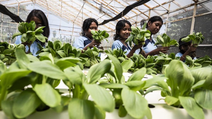 Dolan Kebun, Cara Seru Siswa Semarang Belajar Pertanian Sejak Dini Fasilitator (tengah) menjelaskan tingkat sayur pakcoy yang siap panen kepada pelajar SMP Pangudi Luhur Santo Yusup dalam kegiatan Dolan Kebun di Agro Purwosari, Semarang, Jawa Tengah, Rabu (8/10/2025). Dinas Pertanian Kota Semarang bersama komunitas Sekolah Berkebun Ceria menggelar kegiatan Dolan Kebun yang mencakup berbagai aktivitas edukatif, seperti menanam, merawat, hingga memanen aneka sayuran dan buah-buahan yang bertujuan untuk mengenalkan pentingnya pertanian sejak dini, sekaligus mengajak masyarakat agar lebih peduli terhadap lingkungan dan ketahanan pangan lokal. ANTARA FOTO/Aprillio Akbar