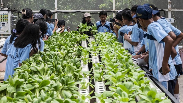 Dolan Kebun, Cara Seru Siswa Semarang Belajar Pertanian Sejak Dini Fasilitator (tengah) menjelaskan tingkat sayur pakcoy yang siap panen kepada pelajar SMP Pangudi Luhur Santo Yusup dalam kegiatan Dolan Kebun di Agro Purwosari, Semarang, Jawa Tengah, Rabu (8/10/2025). Dinas Pertanian Kota Semarang bersama komunitas Sekolah Berkebun Ceria menggelar kegiatan Dolan Kebun yang mencakup berbagai aktivitas edukatif, seperti menanam, merawat, hingga memanen aneka sayuran dan buah-buahan yang bertujuan untuk mengenalkan pentingnya pertanian sejak dini, sekaligus mengajak masyarakat agar lebih peduli terhadap lingkungan dan ketahanan pangan lokal. ANTARA FOTO/Aprillio Akbar
