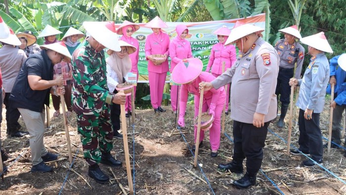 Dukung Swasembada Pangan, Polres Pasuruan Gelar Penanaman Jagung Serentak Kuartal IV di Purwosari