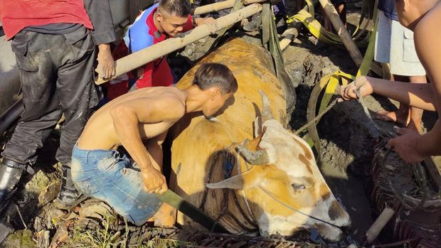 Petugas damkar melakukan evakuasi sapi berbobot 1 ton yang terjebak ke dalam kubangan lumpur di Desa Cindaga, Kecamatan Kebasen, Kabupaten Banyumas, Rabu (8/10/2025).