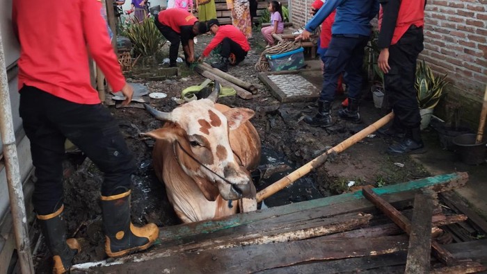 Petugas damkar melakukan evakuasi sapi berbobot 1 ton yang terjebak ke dalam kubangan lumpur di Desa Cindaga, Kecamatan Kebasen, Kabupaten Banyumas, Rabu (8/10/2025).