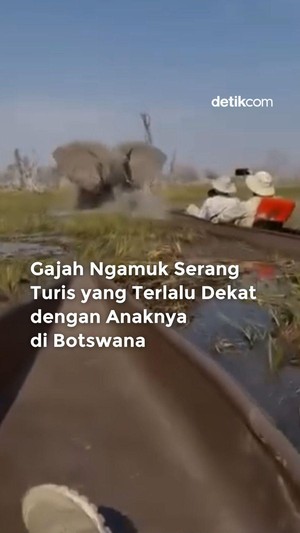 Video: Gajah di Botswana Ngamuk Karena Turis Dekati Anaknya