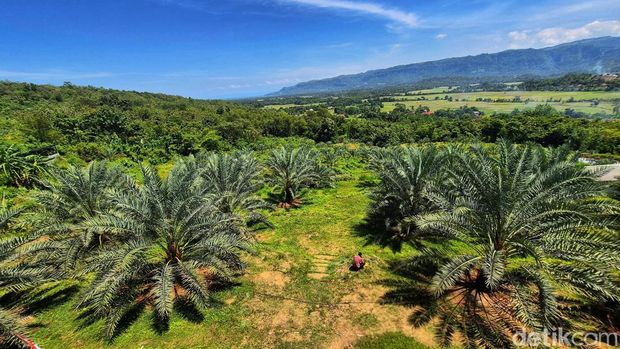 Kebun kurma di Kampung Cidahon Girang, Kabupaten Sukabumi.