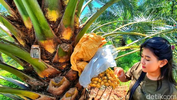 Kebun kurma di Kampung Cidahon Girang, Kabupaten Sukabumi.
