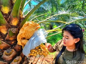 Wow! Kurma Irak Tumbuh dan Berbuah di Tanah Ciletuh Sukabumi