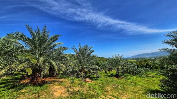 Kebun kurma di Kampung Cidahon Girang, Kabupaten Sukabumi.