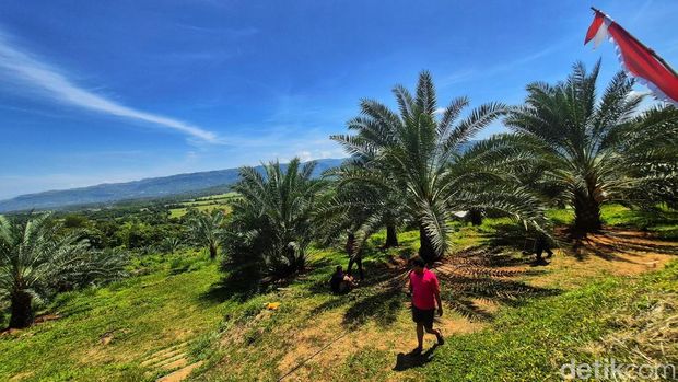 Kebun kurma di Kampung Cidahon Girang, Kabupaten Sukabumi.