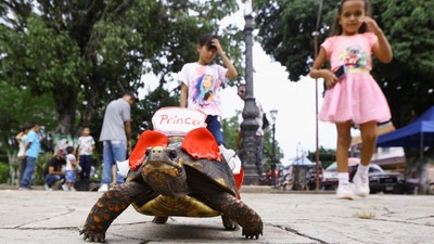 Lomba Kura-Kura Lukis di Venezuela Gaungkan Cinta Alam