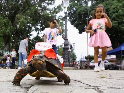 Lomba Kura-Kura Lukis di Venezuela Gaungkan Cinta Alam