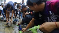 Para peserta memancing kura-kura mereka menuju garis finis dengan selada segar sebagai umpan. Foto: REUTERS/Juan Carlos Hernandez
