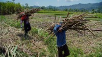 Kementerian Koordinator Bidang Pangan memastikan penyerapan 1.000 ton gula hasil produksi petani tebu di daerah tersebut untuk memastikan kesejahteraan petani sekaligus memastikan stok pangan nasional tetap stabil. Foto: ANTARA FOTO/Irfan Sumanjaya