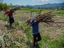 Petani Tebu Lumajang Sumringah, Gula Diserap Pemerintah