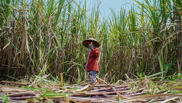 Petani memanen tebu di lahan pertanian Desa Sumberurip, Pronojiwo, Lumajang, Jawa Timur, Rabu (8/10/2025). Kementerian Koordinator Bidang Pangan memastikan penyerapan 1.000 ton gula hasil produksi petani tebu di daerah tersebut untuk memastikan kesejahteraan petani sekaligus memastikan stok pangan nasional tetap stabil. ANTARA FOTO/Irfan Sumanjaya/bar