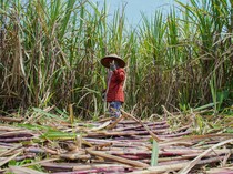 Pemerintah Tambah 10 Ribu Hektare Lahan Tebu, Indramayu Jadi Lokus Utama