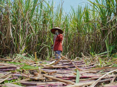 BBM E20 Mau Diproduksi, Lahan Tebu 2 Juta Ha di Jawa-Papua Disiapkan