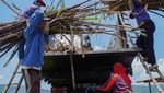 Petani Tebu Lumajang Sumringah, Gula Diserap Pemerintah