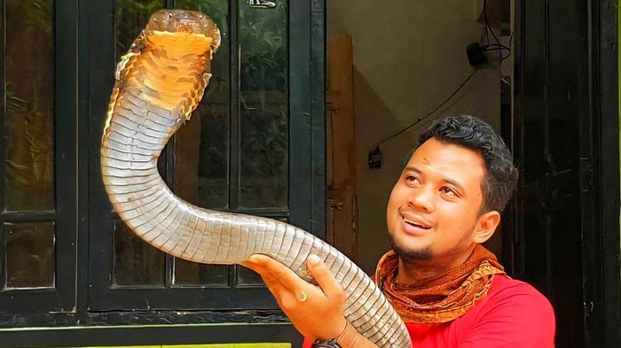 Panji Petualang dan ular peliharaannya