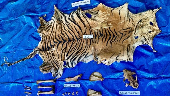 Polisi menyita kulit serta tulang belulang harimau. (Dok. Polda Aceh)