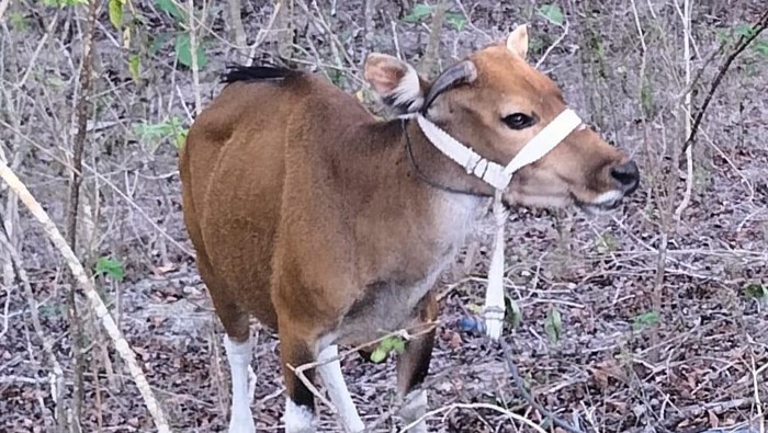 Foto : Sapi milik warga bernama Yohanis Sabu saat ditemukan kembali di Hutan Camplong II, Kabupaten Kupang, NTT. (Dok. Polsek Fatuleu).