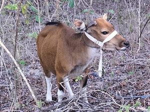 Warga Kupang Kehilangan Sapi Saat Diikat di Hutan, Pelaku Ditangkap