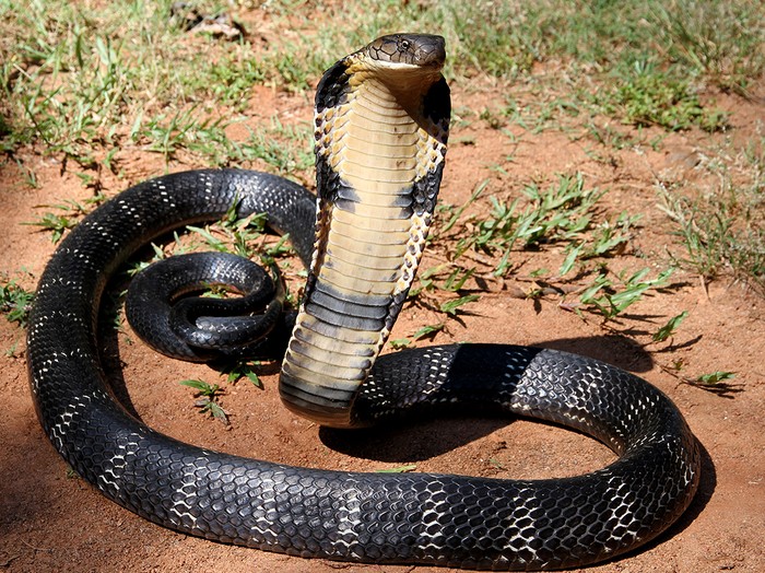 7 Perbedaan Ular Kobra dan King Cobra, Mana yang Lebih Berbisa?