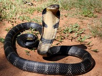 Seberapa Mematikan Gigitan Ular King Cobra? Begini Cara Mengobatinya
