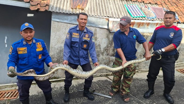 Ular Sanca Sepanjang 4 Meter Ditangkap Warga Saat Sedang Makan Ayam di Kuningan