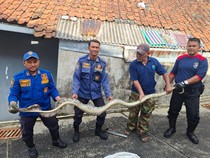 Heboh Ular Sanca Sepanjang 4 Meter Santap Ayam di Kuningan