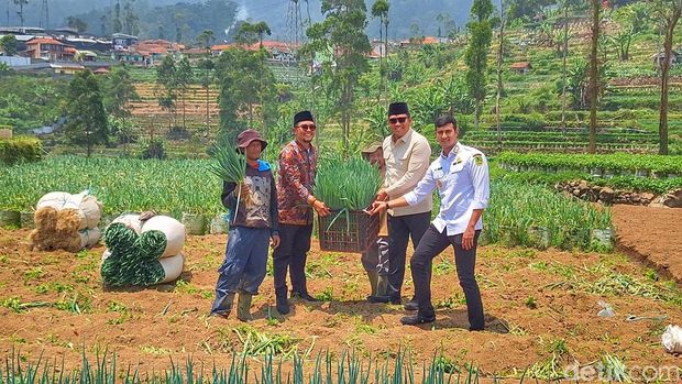 Wakil Menteri Pertanian (Wamentan), Sudaryono, saat melakukan peninjauan ke area perkebunan di Kecamatan Rancabali, Kabupaten Bandung, Rabu (8/10/2025).