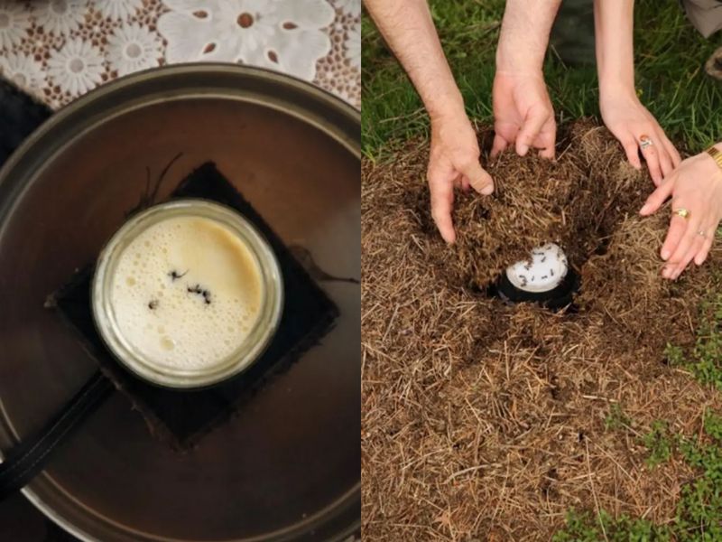 Yogurt dicampur semut hidup.