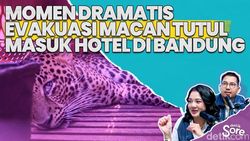 Video: Macan Tutul Yang Masuk Hotel di Bandung Diobservasi ke Lembang Zoo  